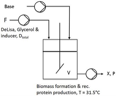 Boosting Recombinant Inclusion Body Production—From Classical Fed-Batch Approach to Continuous Cultivation